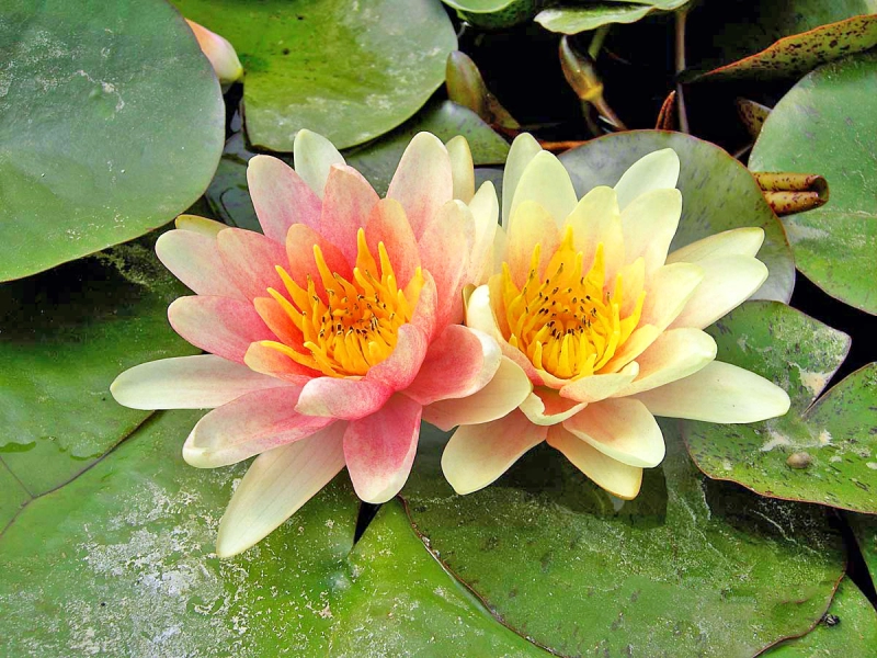Seerose - Nymphaea Paul Hariot
